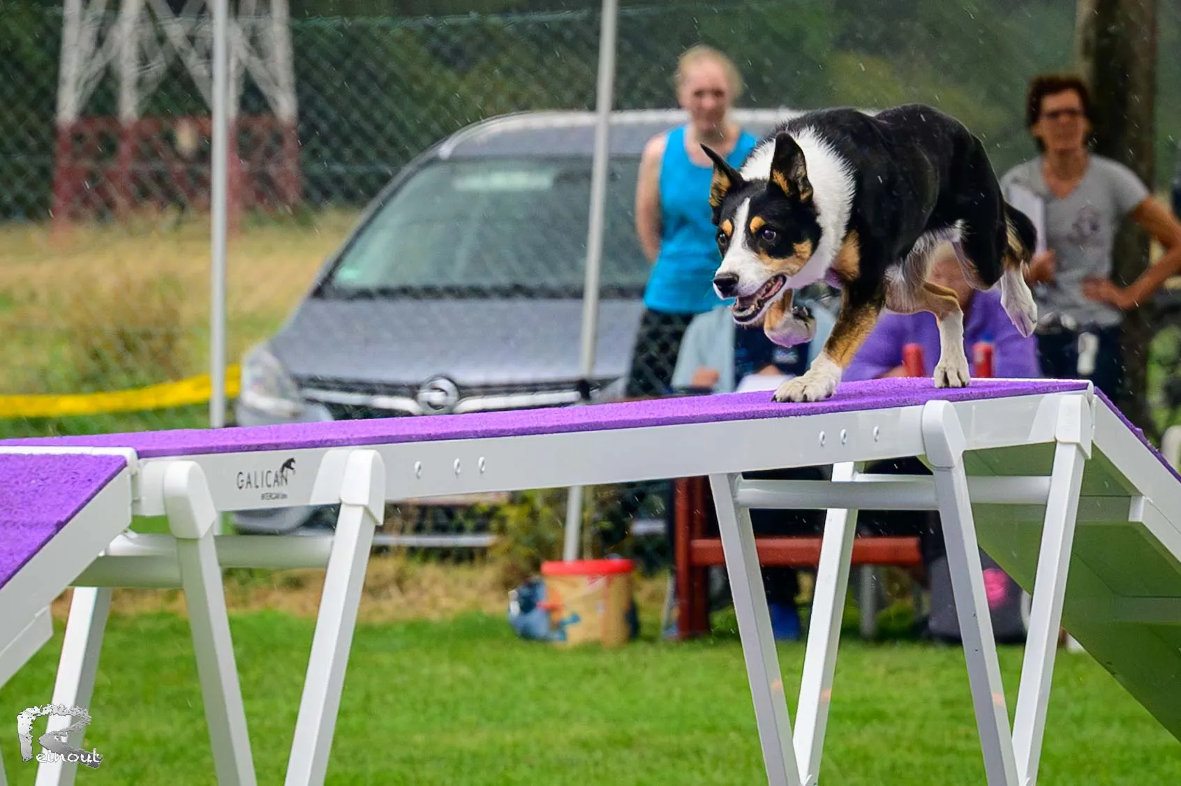 Een hond over de loopplank op de wedstrijd