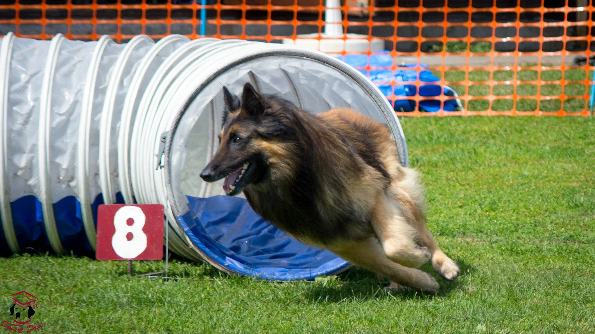 Een Tervuerense herder komt uit de tunnel
