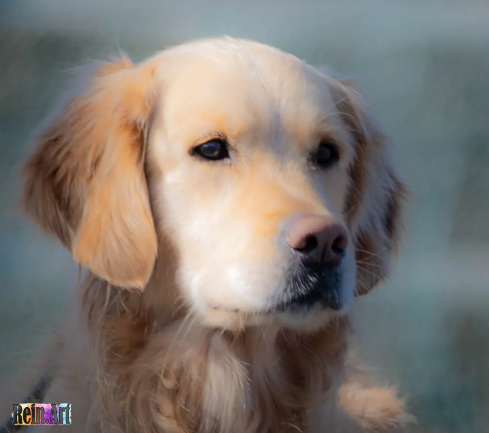 Portret van een golden retriever