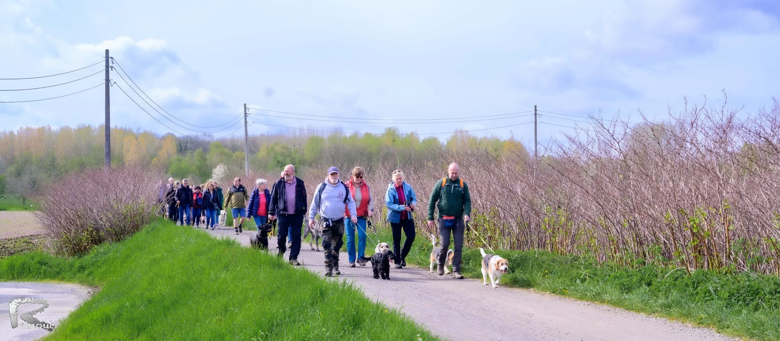 Een lange rij wandelaars met honden op een landweg