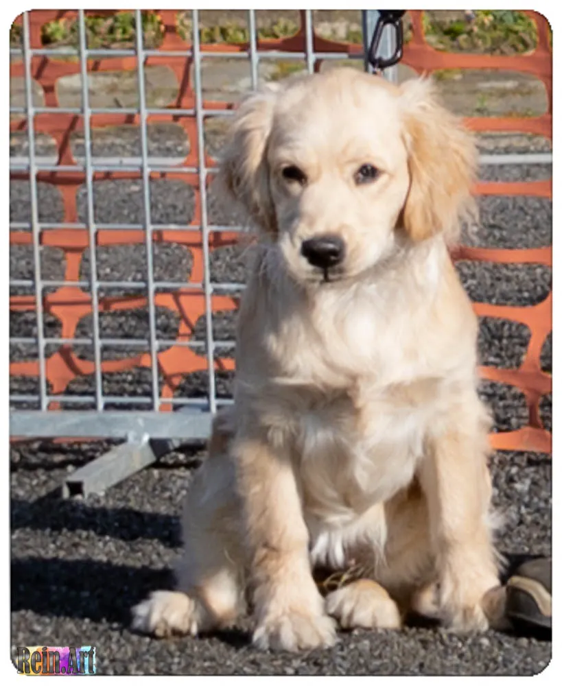 Een pup in de puppyklas